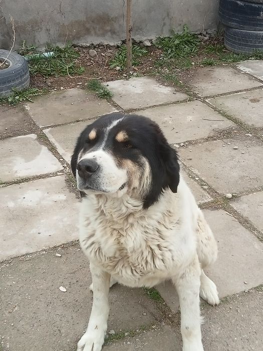 Қазақи Төбет 2 жасар