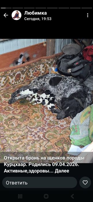 Продам щенят от рабочих родителей