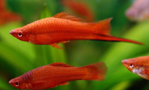 Рыбки акквариумные