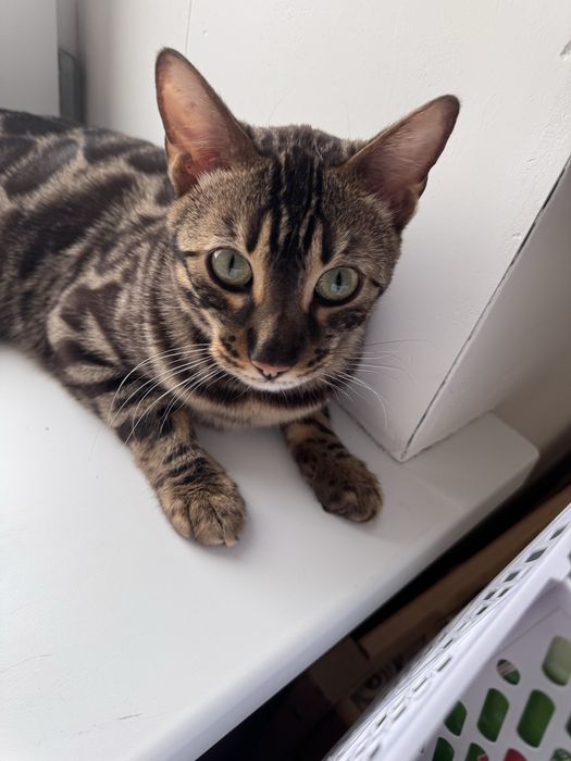 Бенгальский кот кастрированный