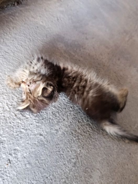 Котята, 4 штуки даром
