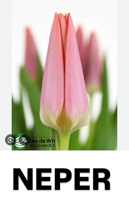 Тюльпаны  Шикарные Оптом и В Розницу