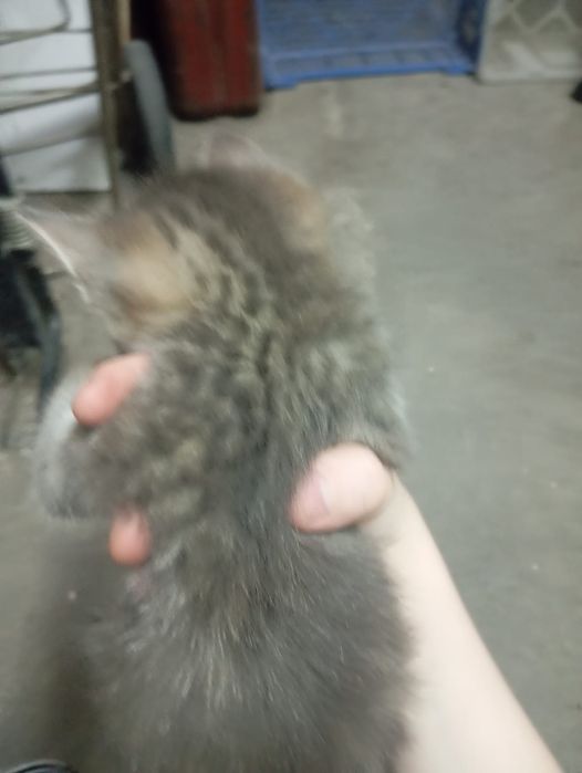 Отдам котят. 2 месяца.