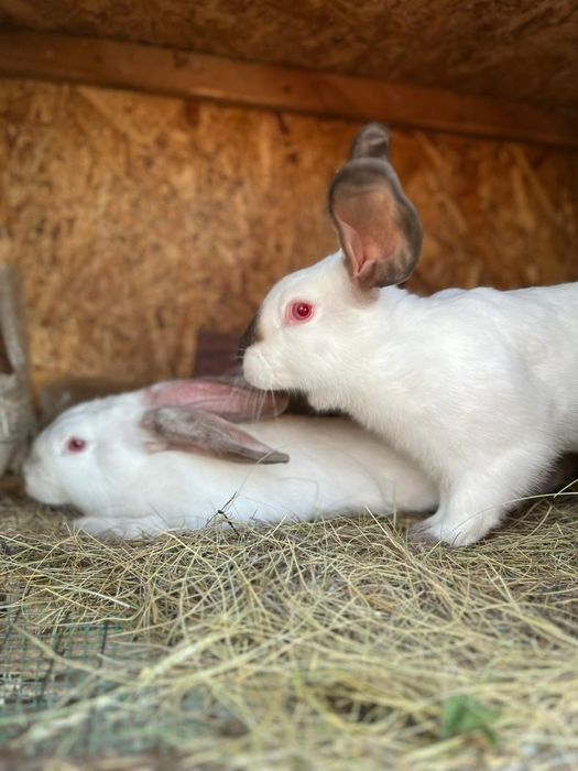 Продам кроликов  от 2000 и  8000
