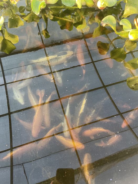 Коя японский карп сотилади