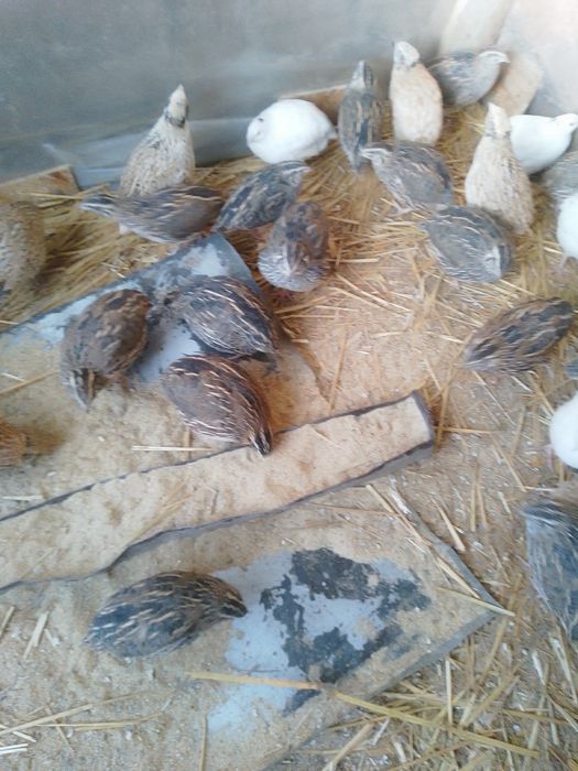 De vânzare prepelițe