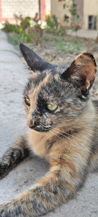 Кошка в доброе руки