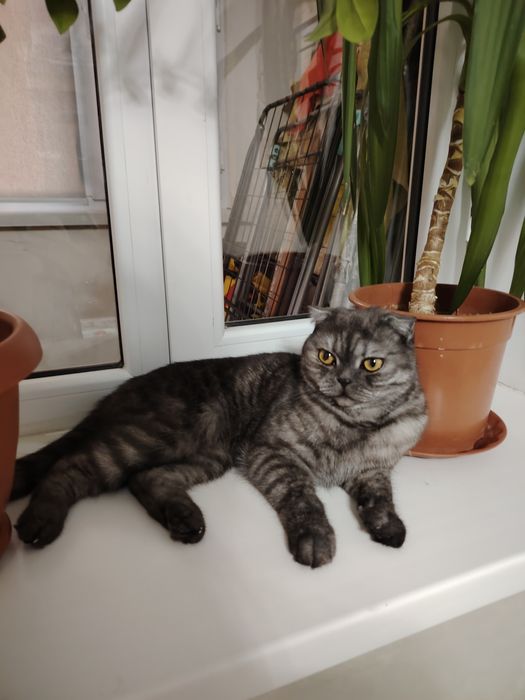 Тегін пародалы вислаухый мысық