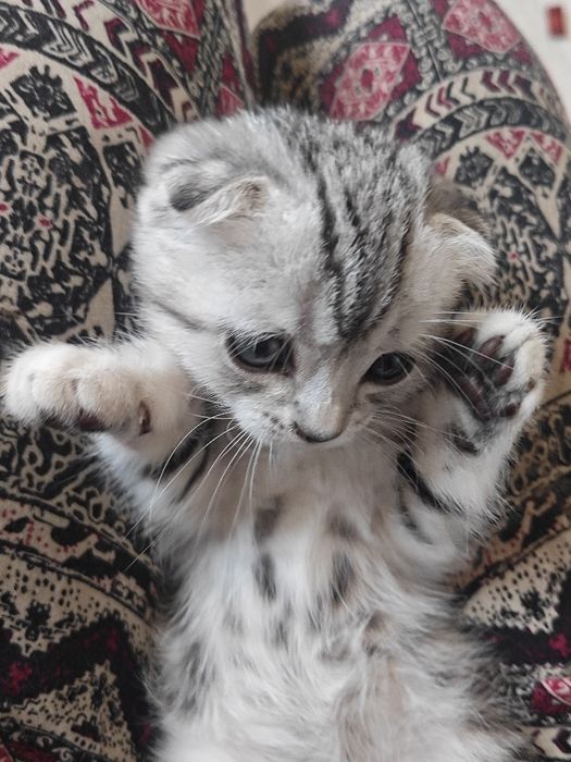 Шотландский вислоухий котенок