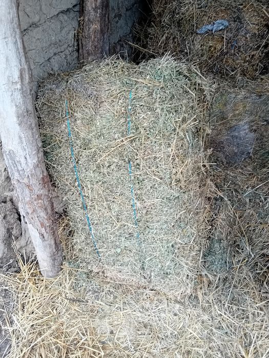 Vând baloti lucerna