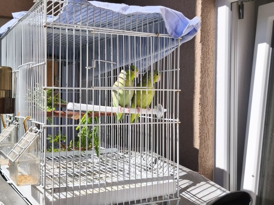 Vând o pereche de papagali forpus sau schimb