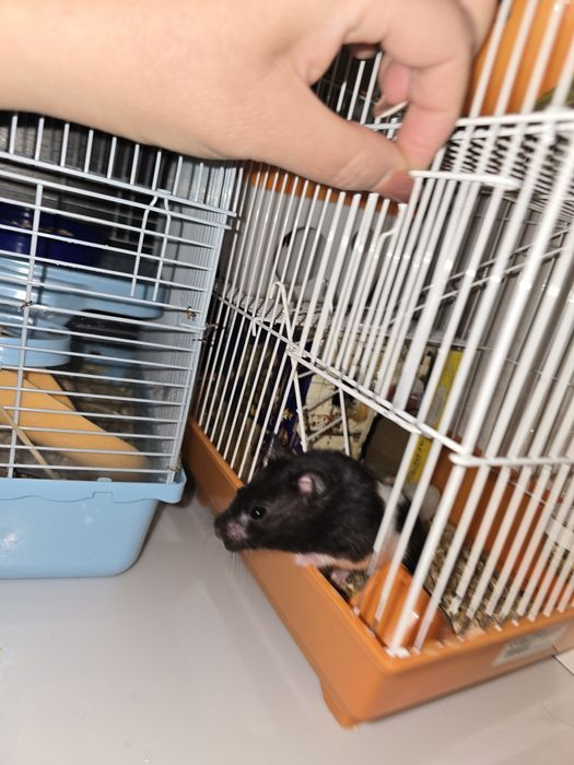 Хомяк сирийский с клеткой