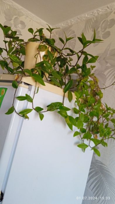 Комнатные цветы разные