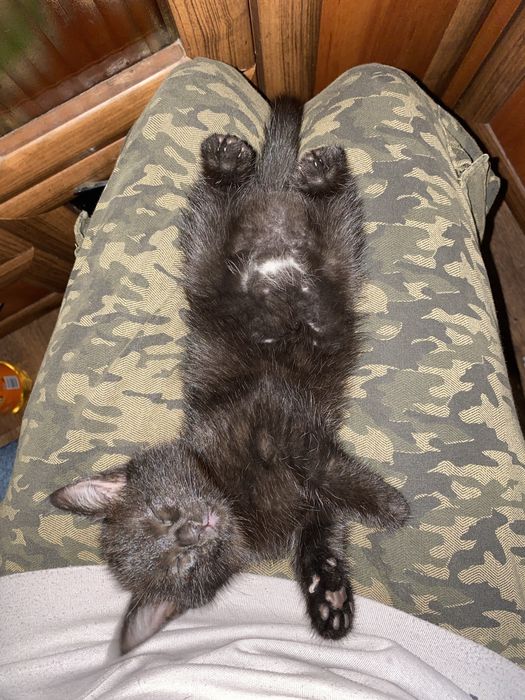 Котята чёрные девочки 1,5 месяца