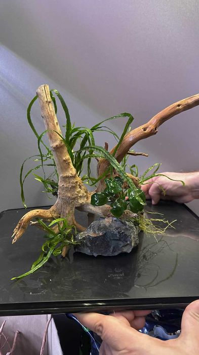 Корени с растения за аквариуми