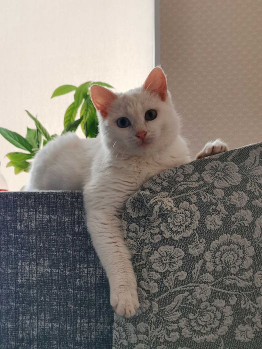 Кошка в ответственные руки