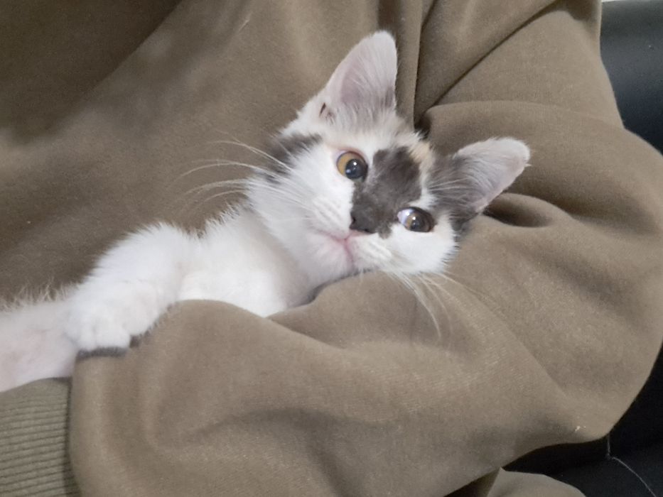 Отдам котёнка девочку в хорошие руки