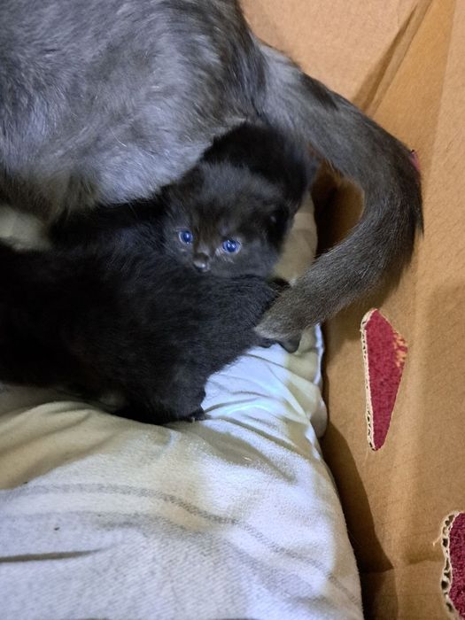 Rus uy qurilishi porno ona