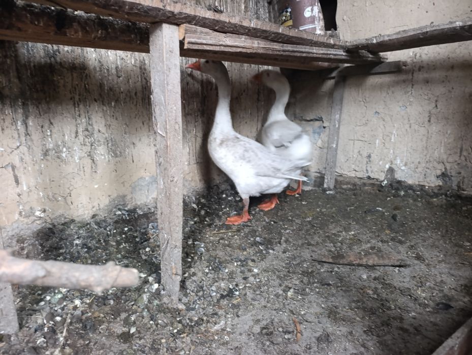 Продам гусей , срочно!