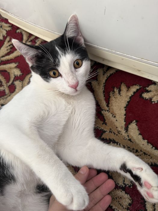 Котенок, мальчик отдам даром