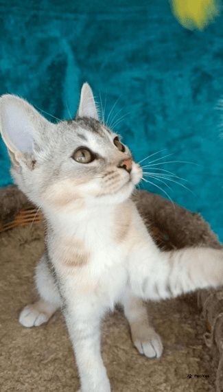 Абиссинские котята с документами
