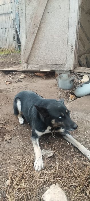 Отдам в добрые руки