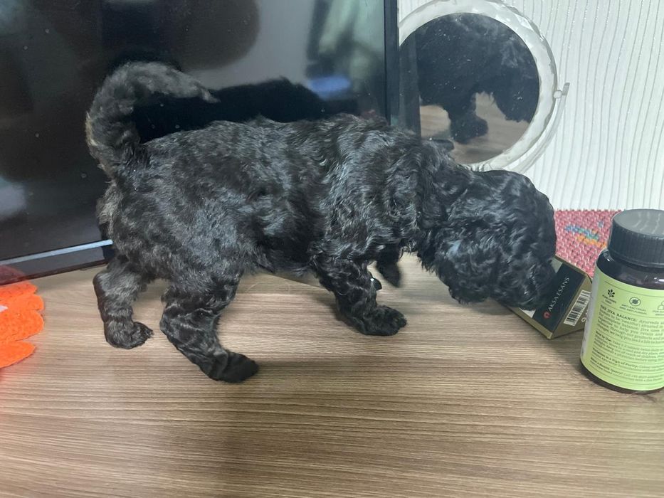 Щенки той пудель