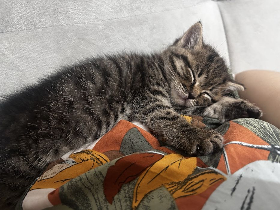 Отдам котенка в добрые руки