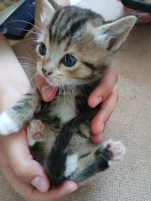 Котята на половину британские СРОЧНОООО