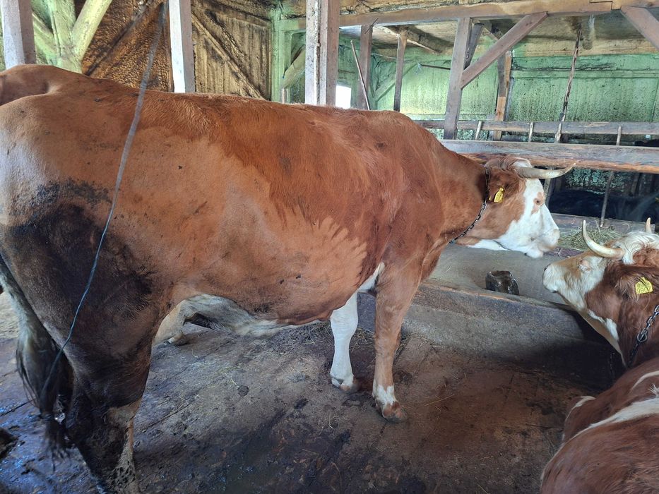 Vaca baltata romaneasca