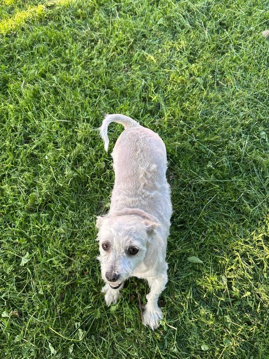 Donez bichon mini
