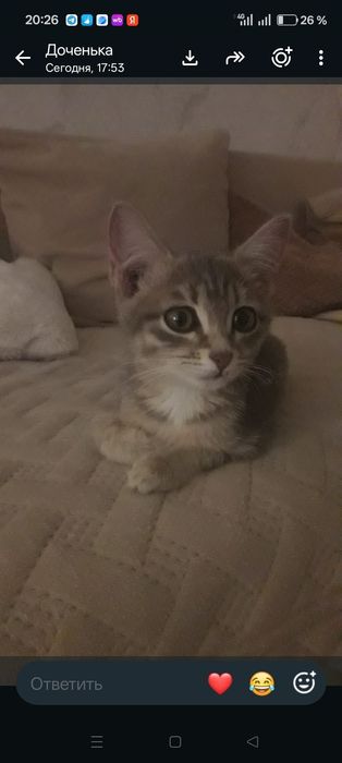 Отдам котёнка в добрые руки, девочка