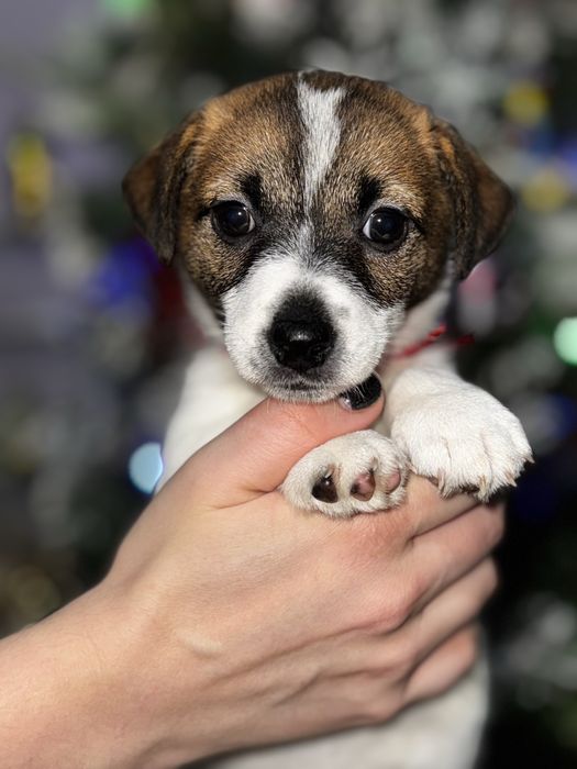 Щенок девочка Джек Рассел