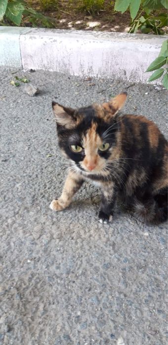 Отдам в добрые руки котенка