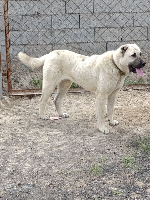 Таза қанды кангал