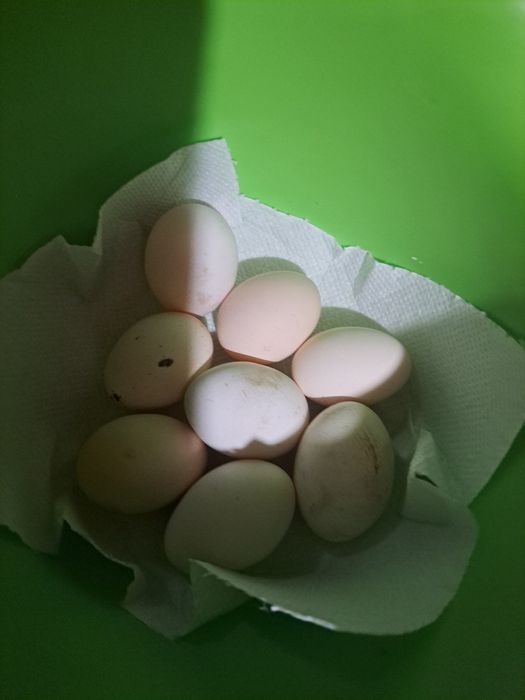 Oua de motata olandeza de incubat