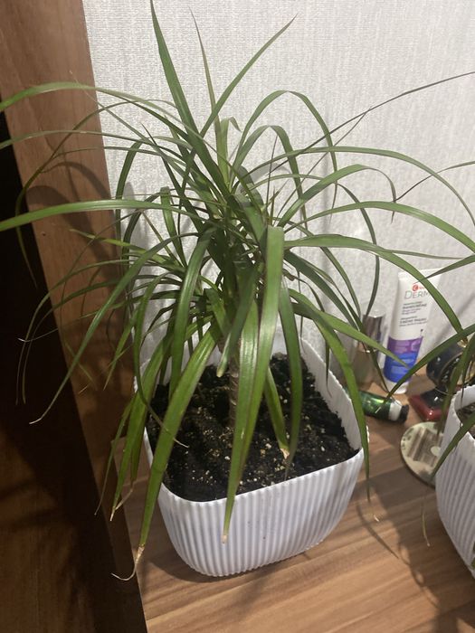 Цветы комнатные  разные ухоженные