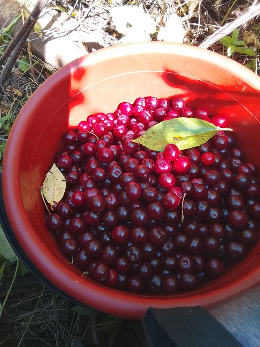 Продам вишню дачная