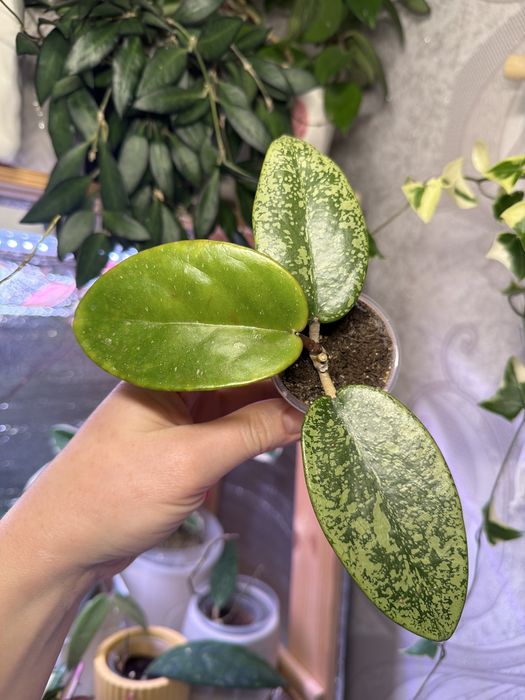 Клмнатные растения