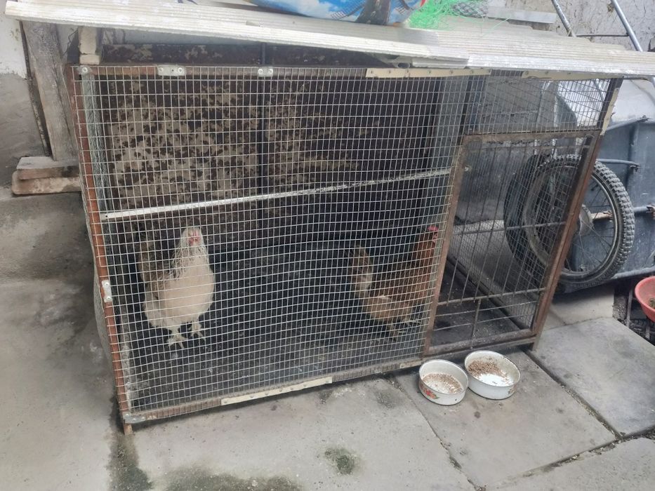 Tovuqlar sotiladi katagi bilan