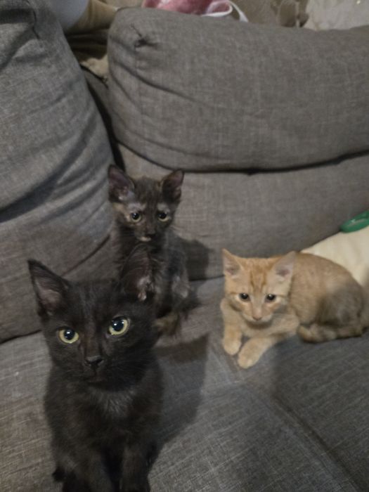 Котята от домашней кошки в добрые руки