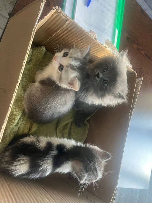 Котята отдаем в хорошие руки