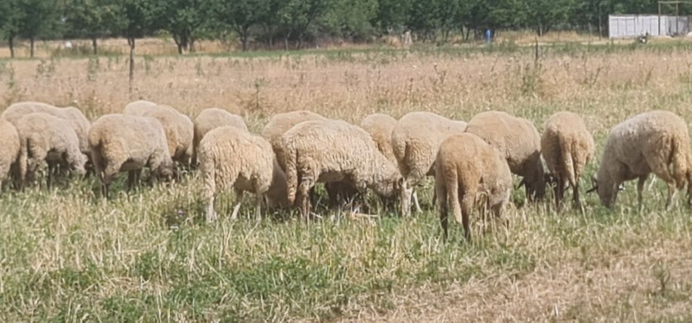 Oi suffolk și carabase  de vanzare