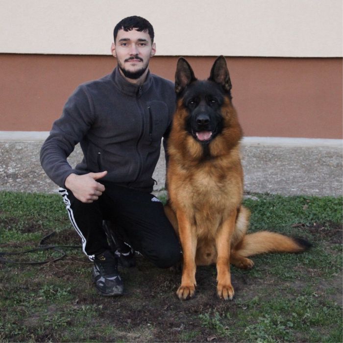 Mascul ciobanesc german cu pedigree TOP