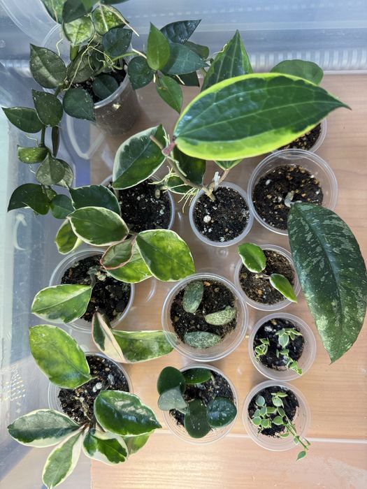 Хойи много разных сортов