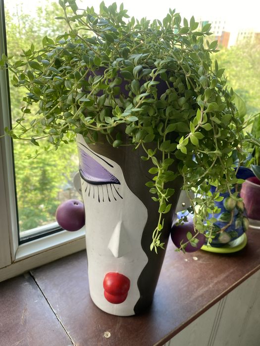 Растения комнатные