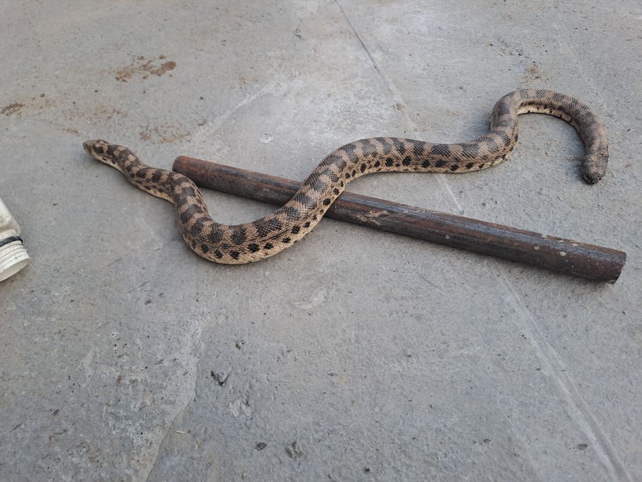 Атаның сексі