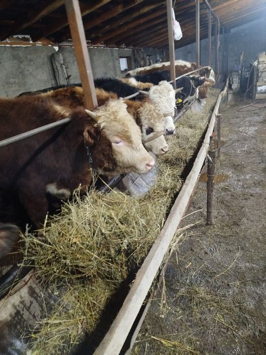 Бұқалар сатылады