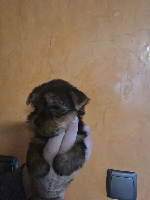 Продавам Йоркширски териер