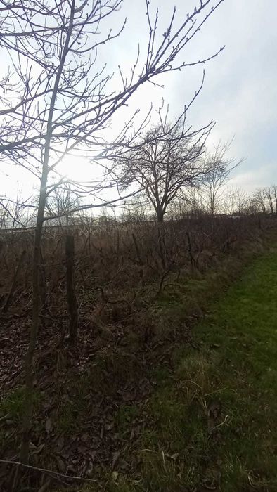 Casa Olari, 50 km de Nordul Bucurestiului